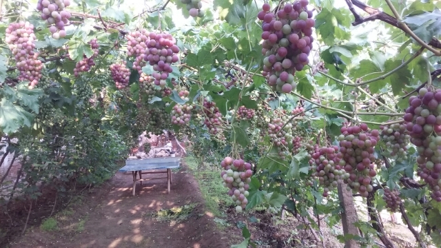 白银 盈翰丰牌红提葡萄，原汁原味，不用认何化学药剂，认证绿色食品。