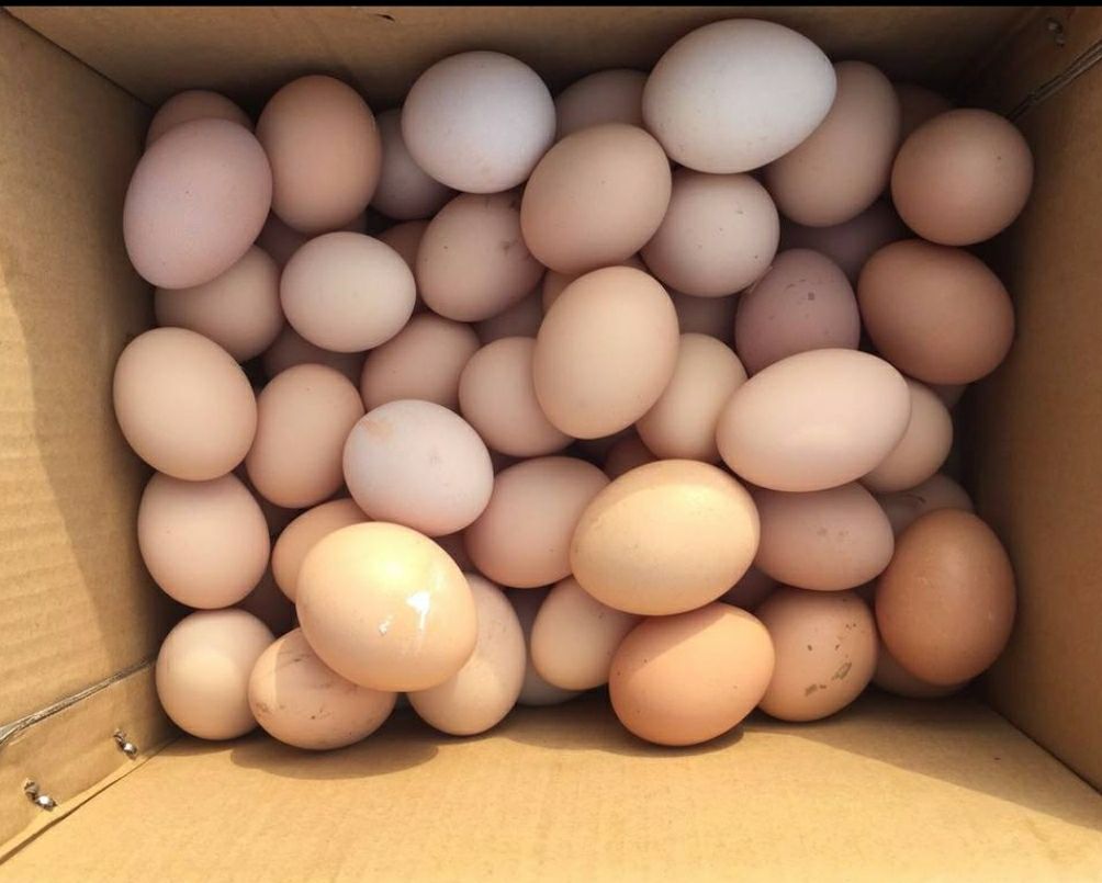 [粉壳蛋批发]粉蛋 普通鸡蛋价格143元/箱 - 惠农网