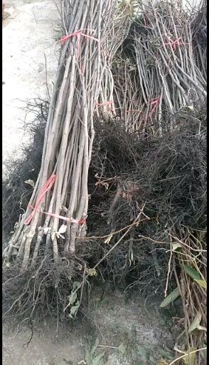 泰安太秋甜柿苗 