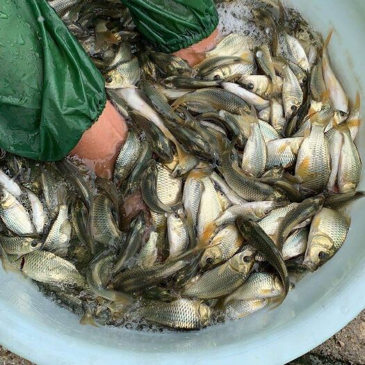 金背鲤鱼苗，花背鲤鱼苗现货批发供应