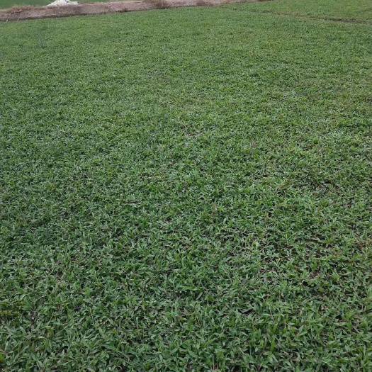 佛山马尼拉草皮  大叶油。草块。草卷
