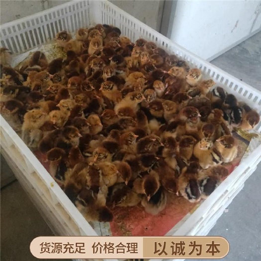 广州青脚麻鸡苗  鸡苗 青脚麻鸡 铁脚麻鸡苗 孵化基地直供