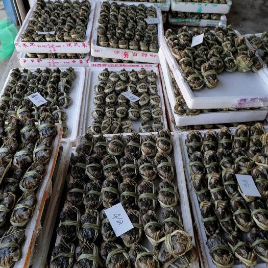 兴化市生态大闸蟹 统货 多规格 