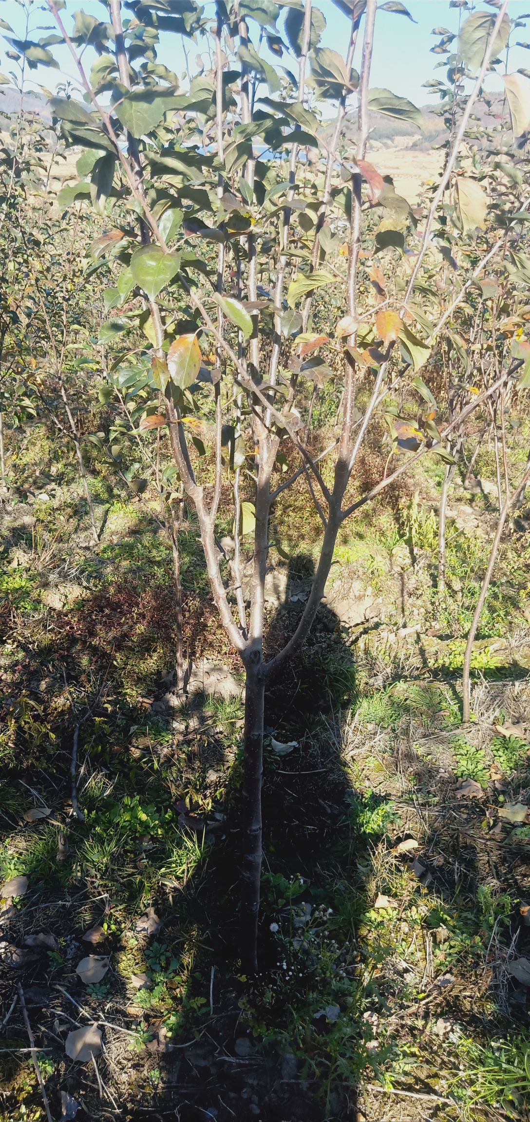 龙丰苹果苗  龙丰是畅销全国的东北小苹果