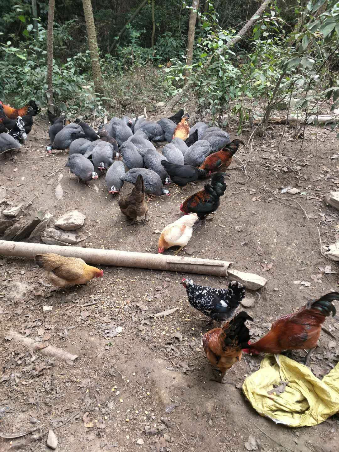 土雞深山農家散養新鮮整隻跑山雞農村土雞老雞草雞