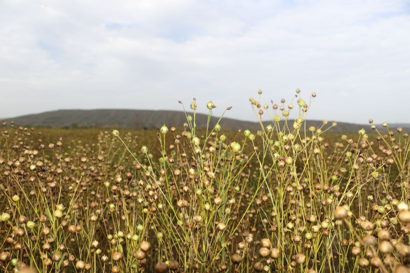 黄金亚麻籽,生长在六盘山一带,自有种植基地,无工业污染