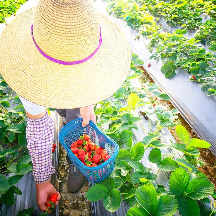 云南蒙特瑞商用酸草莓當(dāng)季水果3斤5斤裝奶茶蛋糕店冰糖葫蘆