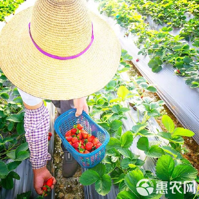 云南蒙特瑞商用酸草莓当季水果3斤5斤装奶茶蛋糕店冰糖葫芦