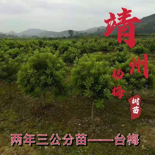 靖州县安海硬丝杨梅苗  杨梅树苗台梅