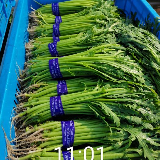北京茼蒿  小把，水洗，优质蒿子秆