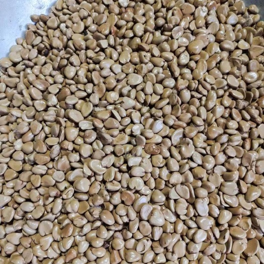 雷山县 黑老虎年苗，苗大根壮。种子，熟透了的果挤的