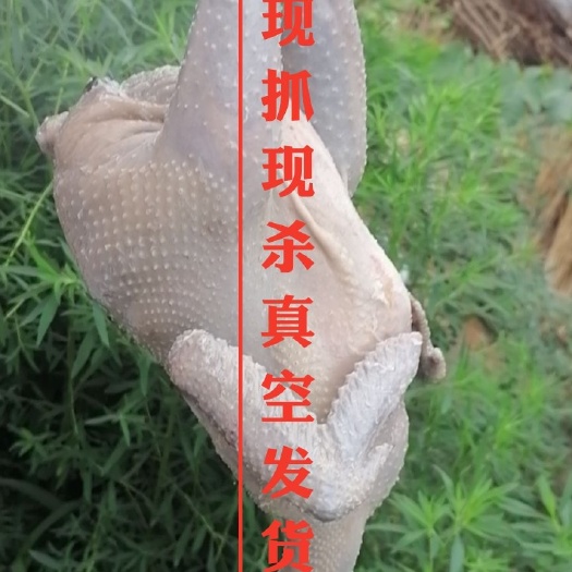一年以上纯散养粮食土鸡，柴鸡，草鸡