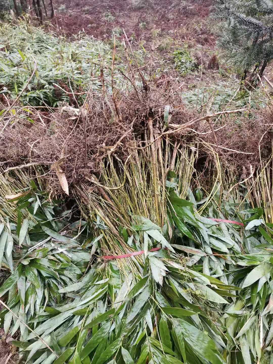 其它苗木  出售筇竹苗，罗汉竹苗，裸根及袋装苗，欢迎订购，量大从优！