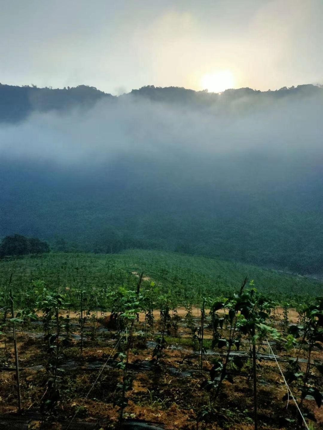 台农一号百香果  百香果