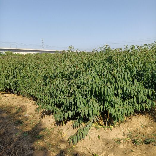 泰安黄桃树苗 自家苗圃精心培育，品种纯正，成活率高。