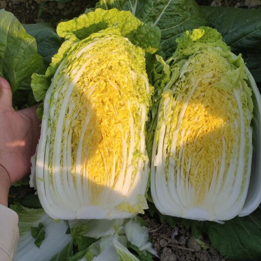 夏邑县玲珑黄娃娃菜