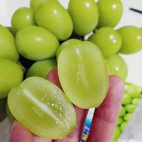 爬藤果树苗阳光玫瑰葡萄苗阳光玫瑰葡萄树苗南北方种植当年结果
