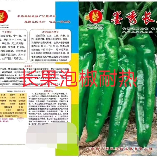 扶沟县泡椒种子  墨秀长龙辣椒种~口感非常好无渣耐热性好上部果不易