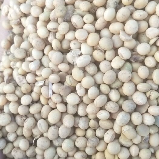 嘉祥县大豆 生大豆 1等品 豆粒