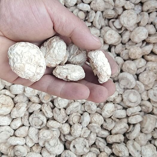 昔阳县双孢菇口蘑新货