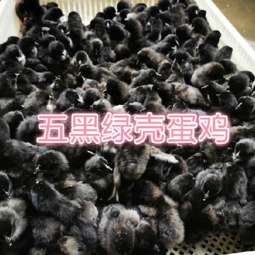 眉山五黑绿壳蛋鸡苗绿壳蛋鸡苗 五黑绿壳蛋鸡苗批发 绿壳蛋鸡苗