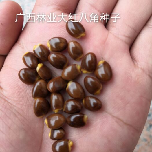 梧州大红八角种子…今年的新鲜种子…