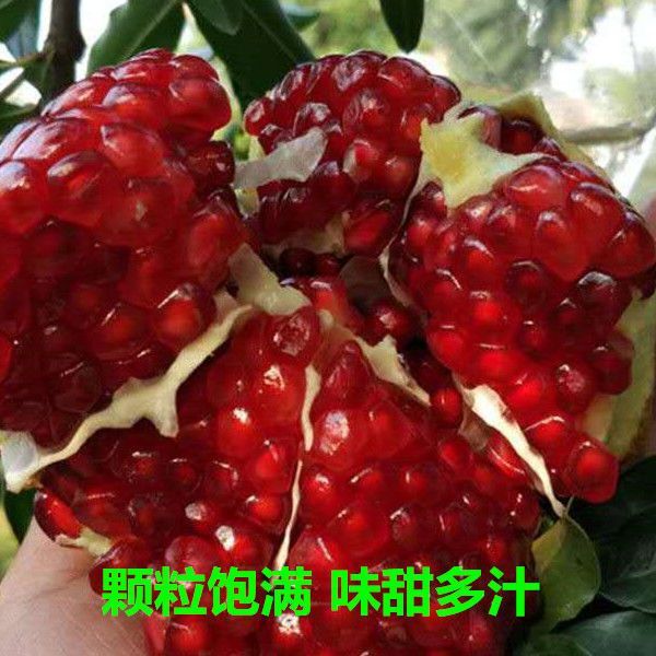 蒙阳红石榴苗  蒙阳红大果石榴树苗 优质苗放心苗