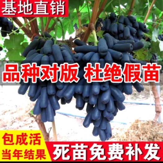 平邑县甜蜜蓝宝石葡萄苗树苗盆栽地栽南北方种植当年结果死苗免费补发