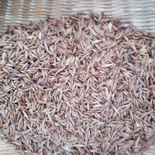 汉源县广元纯黄茶 1-2年 