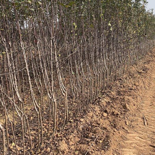 正宁县矮化红富士苹果苗 烟福矮化苹果苗
