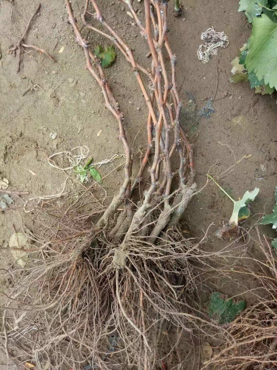 爬藤果树苗阳光玫瑰葡萄苗阳光玫瑰葡萄树苗南北方种植当年结果