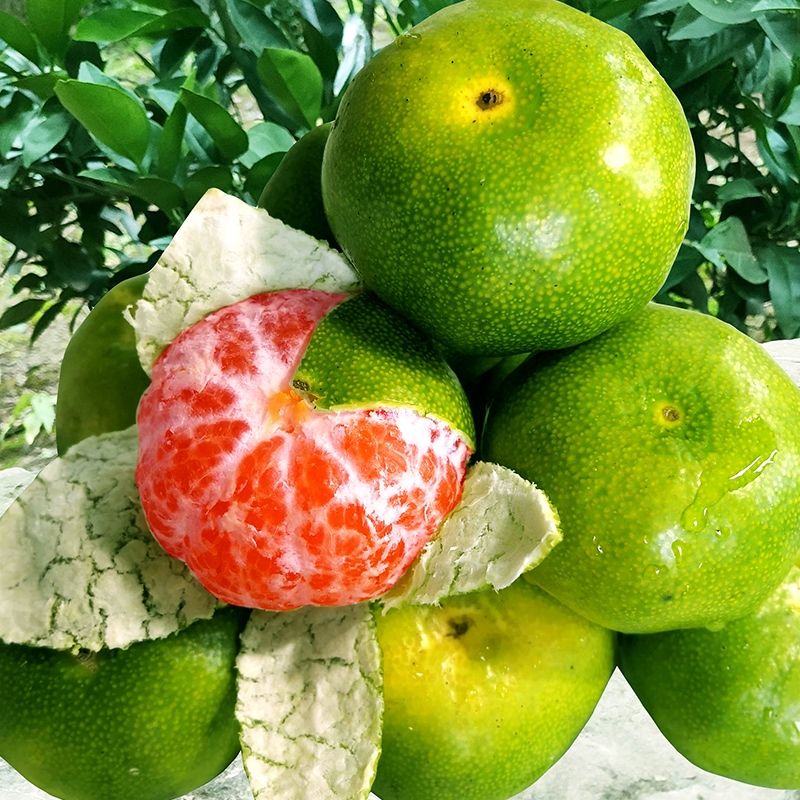 新品种青皮蜜桔苗 日南一号桔苗早熟青柑橘苗 嫁接无核蜜桔子树