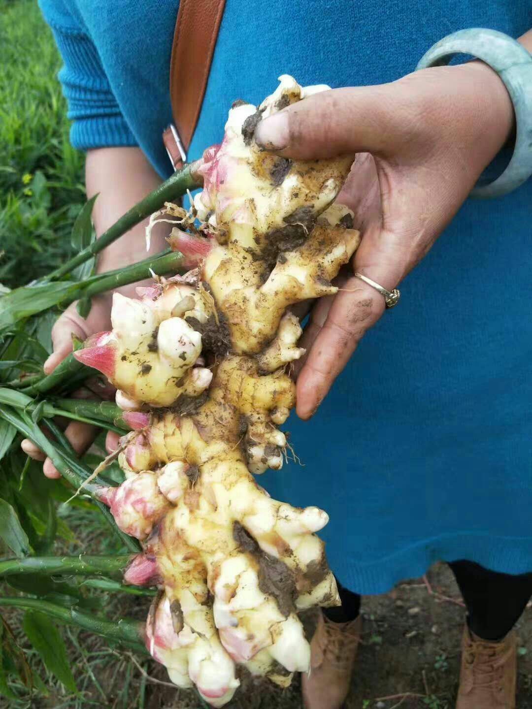 有要云南小黄姜的老板快点下单了