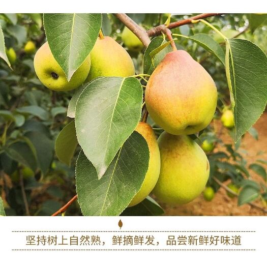 大荔县香梨  陕西红香酥梨