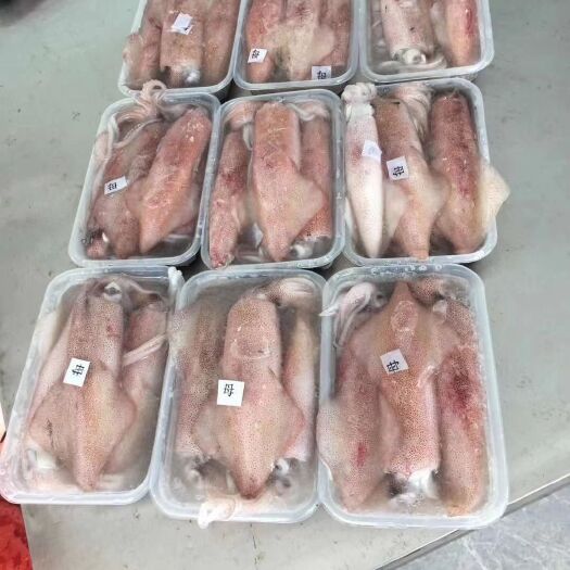厦门印尼红管鱿鱼（小包装）