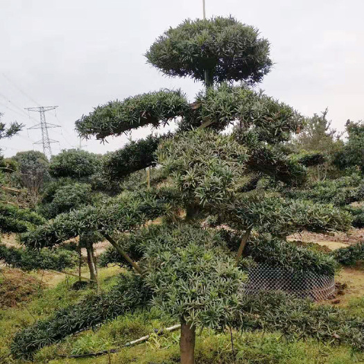 马关县短叶罗汉松 罗汉松风景树，树苗