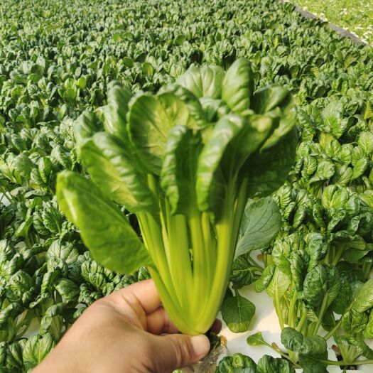 西安奶油生菜，乌塌菜，