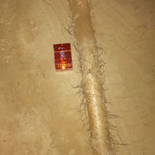 大名县大名县白玉山药