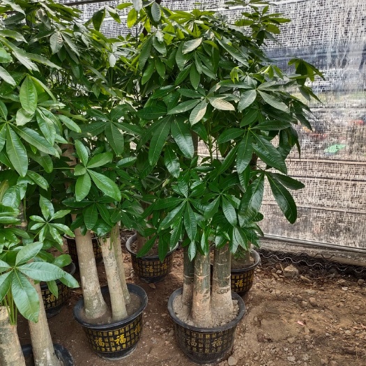 广州三杆发财树 