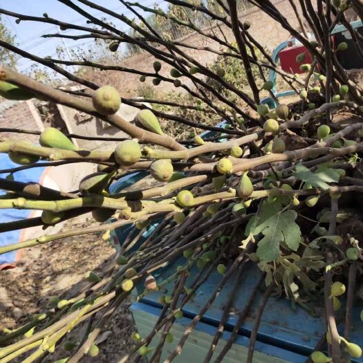 宁津县无花果树苗  无花果，当年结果