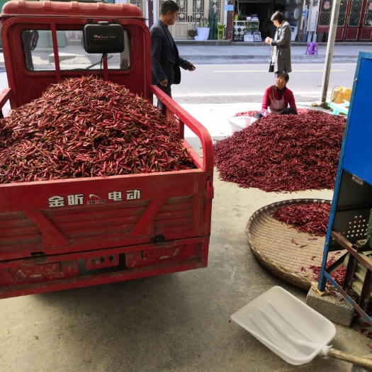 遵义艳红辣椒 辣椒