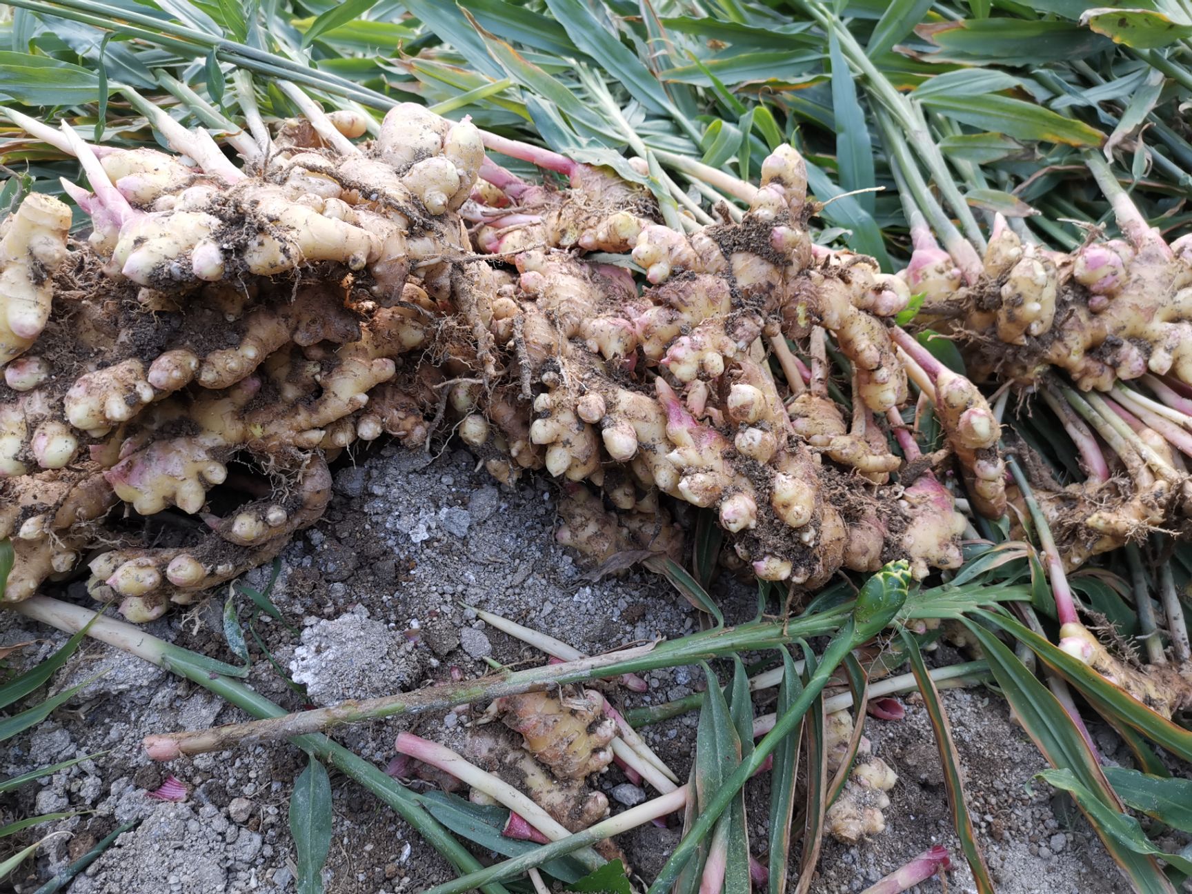 大黄姜 农村 自家种植生姜！大量有货，可验货