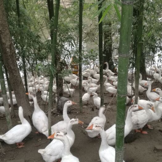钟祥市 九十多天的大白鹅，均重七斤多，一千二百只