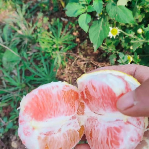 简阳市卡拉卡拉红肉脐橙苗 卡拉红肉脐橙苗