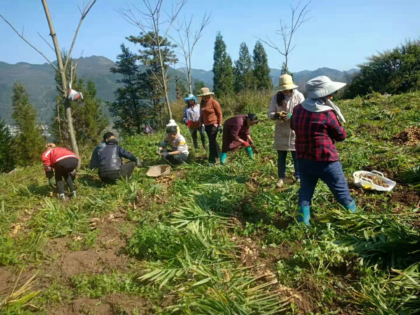 有要云南小黄姜的老板快点下单了