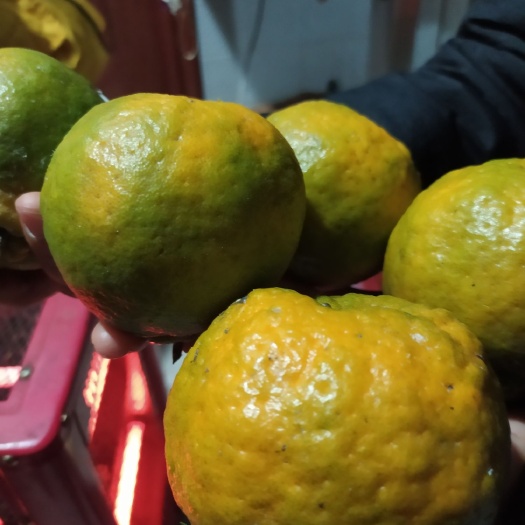 凤庆县澳柑  自家柑橘