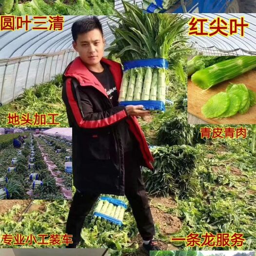 兰陵县红叶莴笋  【产地直销】尖叶园叶 一手货源 质量保证 物流全国