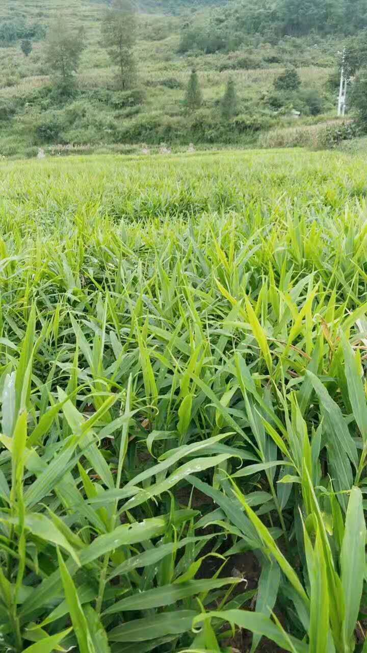 有要云南小黄姜的老板快点下单了