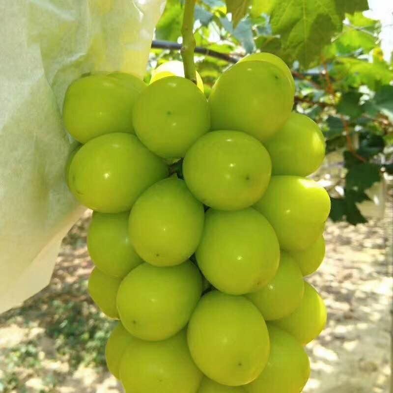 爬藤果树苗阳光玫瑰葡萄苗阳光玫瑰葡萄树苗南北方种植当年结果