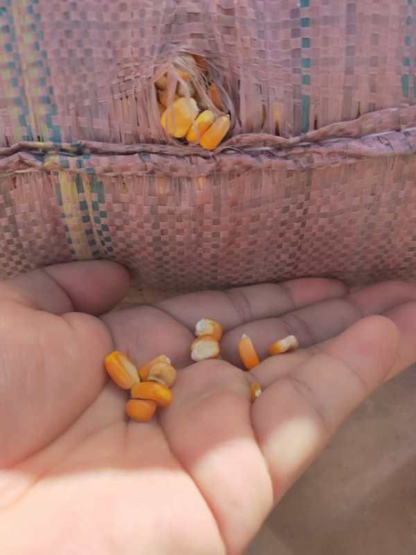 干玉米  净货